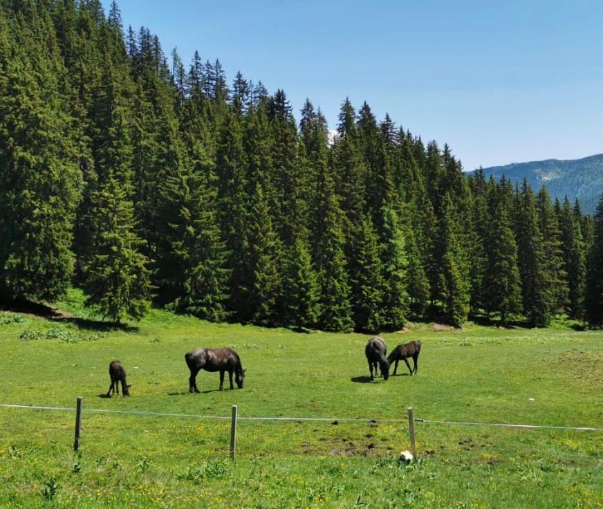 Ferienwohnung Lindbichlhof Urlaub am Bio Bauernhof St. Johann im Pongau Exterior foto