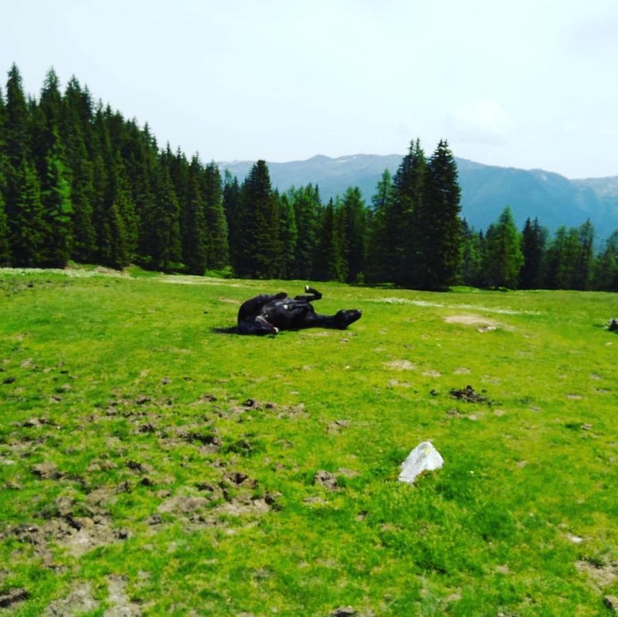 Ferienwohnung Lindbichlhof Urlaub am Bio Bauernhof St. Johann im Pongau Exterior foto